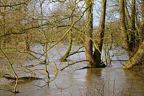 Trees fringing the River Avon partly submerged after weeks of heavy rain caused it to burst its banks, Lacock, Wiltshire, UK, January 2013.