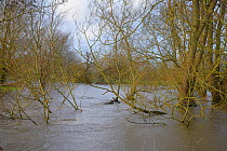 Trees and bushes fringing the River Avon partly submerged after weeks of heavy rain caused it to burst its banks, Lacock, Wiltshire, UK, January 2013.
