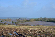 Waterlogged Maize (Zea mays) stubble field and heavily flooded Curry Moor after weeks of heavy rain, viewed from East Lyng with Curload village in the background, Somerset Levels and Moors, UK, Januar...