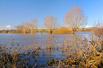 Flooded pastureland, hedgerow and line of Willow trees (Salix sp.) near Hambridge on the Somerset Levels after weeks of heavy rain, UK, December 2012.