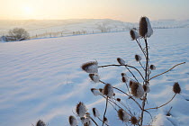 Common teasel (Dipsacus fullonum) seedheads partly covered with icy melted snow in sunset light, Wiltshire, UK, January 2013