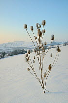 Common teasel (Dipsacus fullonum) with seedheads partly covered with icy melted snow, bordering snow covered pastureland in sunset light, Wiltshire, UK, January 2013