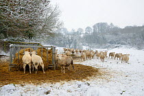 Herd of Wiltshire horn sheep (Ovis aries) gathered around hay feeder on snow covered pastureland, Wiltshire, UK, January 2013