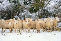 Herd of Wiltshire horn sheep (Ovis aries) on snow covered pastureland, Wiltshire, UK, January 2013