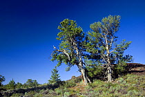 Limber pine trees (Pinus flexilis) along the Devils Orchard Nature Trail in Craters of the Moon National Monument and Preserve. Idaho, USA, July