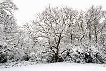Oak tree (Quercus robur) covered in snow, Epping Forest, London, UK, January.