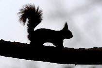 Red squirrel (Sciurus vulgaris) silhouetted on branch, Allier, Auvergne, France, March