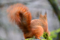 Red squirrel (Sciurus vulgaris) blurred rear view, Allier, Auvergne, France, March