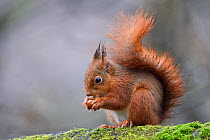 Red squirrel (Sciurus vulgaris) with hazelnut, Allier, Auvergne, France, March