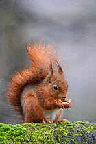 Red squirrel (Sciurus vulgaris) feeding on hazelnut, Allier, Auvergne, France, March