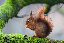 Red squirrel (Sciurus vulgaris) feeding on nut, Allier, Auvergne, France, March