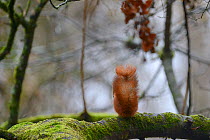 Red squirrel (Sciurus vulgaris) rear view of tail on moss covered tree, Allier, Auvergne, France, March