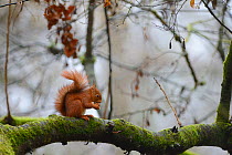 Red squirrel (Sciurus vulgaris) on branch feeding on hazelnut, Allier, Auvergne, France, March