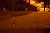 Animal tracks in snow in garden: Beech marten (Martes foina) on right and Red fox (Vulpes vulpes) left, Vosges, France, January