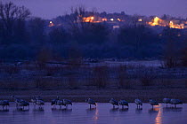 Common crane (Grus grus) at dawn with town lights in background, Allier river, France, January 2013