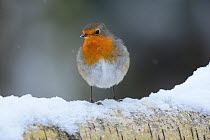 European Robin (Erithacus rubecula) on snow covered birch tree branch, Vosges, France, January