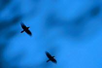 Ravens (Corvus corax) in flight against dusk sky. Tartumaa county, Estonia, April.