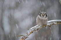 Hawk Owl (Surnia ulula) perched in snowfall, a rare winter visitor. Estonia, Januaury.