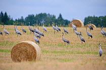 Common Cranes (Grus grus) in field with straw bales, prior to autumn migration. Estonia, August.