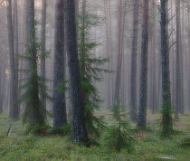 Foggy morning in wetland forest in Estonia. August 2011.
