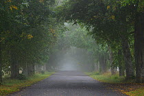 Tree lined road in mist, Tartumaa county in Estonia. August 2011.