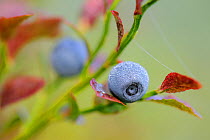 Blueberry / Bilberry (Vaccinium myrtillus) covered in morning dew. Estonia, August.