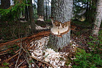 Trees that have been gnawed by Beavers (Castor fiber)  Southern Estonia, October.