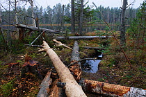Beaver (Castor fiber) felled trees, to make dams. Southern Estonia, October.