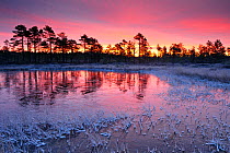 Frozen bog pool before sunrise. Southern Estonia, November 2011.