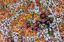 Frozen cranberries (Oxycoccus palustris / Vaccinium oxycoccos). Southern Estonia, November.