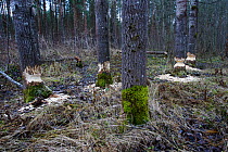 Tree trunks that have been gnawed by Beavers (Castor fiber) in preparation  for winter felling, Southern Estonia, November.