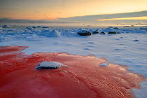 Fresh snow and ice on Baltic Sea coast. The red colour comes from seaweed beneath the ice. Baltic sea coast, Northern Estonia, December 2012.