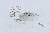 Roach (Rutilus rutilus) and European Perch (Perca fluviatilis) caught by fishing through a hole in lake ice. Lake Peipsi, Southern Estonia, December 2012.