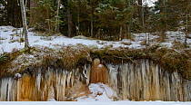Icicles formed from water running from woodland over exposed tree roots systems. Northern coast of the Baltic Sea in Estonia. February 2013.
