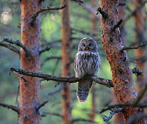 Female Ural Owl (Strix uralensis) perched on pine tree branch. Southern Estonia, May.
