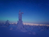 Moonrise in Riisitunturi National Park in Finland, with thick snow covering conifer trees. February 2010.