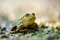 European Edible Frog (Rana esculenta) portrait. Southern Estonia, August.