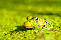European Edible Frog (Rana esculenta) in pond weed. Southern Estonia, August.