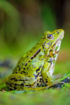 European Edible Frog (Rana esculenta)  profile. Southern Estonia, August.