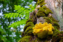 Chicken in the woods fungus (Laetiporus sulphureus) growing on an old tree trunk. Southern Estonia, August.