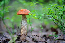 Red Aspen Boletes (Leccinum aurantiacum) mushroom. Southern Estonia, August 2011.