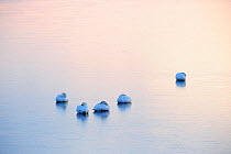 Mute Swans (Cygnus olor) resting on ice after sunset. Baltic Sea, northern Estonia, March.