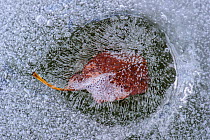 Frozen leaf in lake ice. Southern Estonia, April.