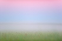 Colours on the horizon (Belt of Venus) at sunset over foggy river meadow. Southern Estonia, July.