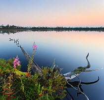 Calm morning before sunrise over a bog lake. Southern Estonia, July 2006.