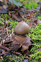 Collared Earthstar fungus (Geastrum triplex) Surrey, England, November