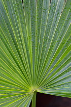 Florida Thatch Palm (Thrinax radiata) Botanic garden, Surrey, England.