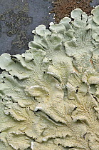 Lichen (Parmelia caperata) close up of surface, on gravestone, Devon, England, July