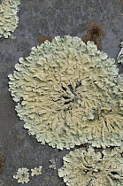 Lichen (Parmelia caperata) on gravestone, Devon, England, July