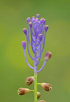 Tassel Hyacinth (Muscari comosum) Picos de Europa, Spain. June. Focus stacked.